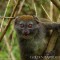 lemurs of madagascar
